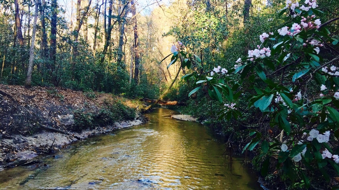 Environmentally sensitive Blount's Creek in DeFuniak Springs with protected mountain laurel blooming along the banks.