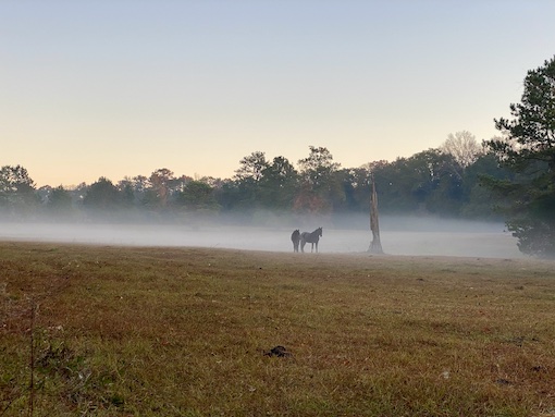 Horses in a pasture in alaqua overlooking a pond near where the defuniak private racetrack is proposed.
