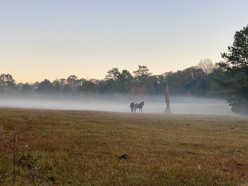 Horse Pond copy Two horses in the morning mist by a lake in the Alaqua area of Defuniak springs, a neighborhood threatened by development of a private racetrack country club.