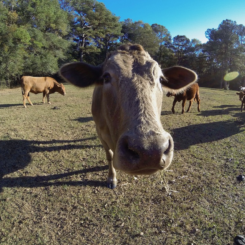 A cow in a pasture poses for the camera on a farm near where the Emerald Coast Motor Club private race track is being proposed.